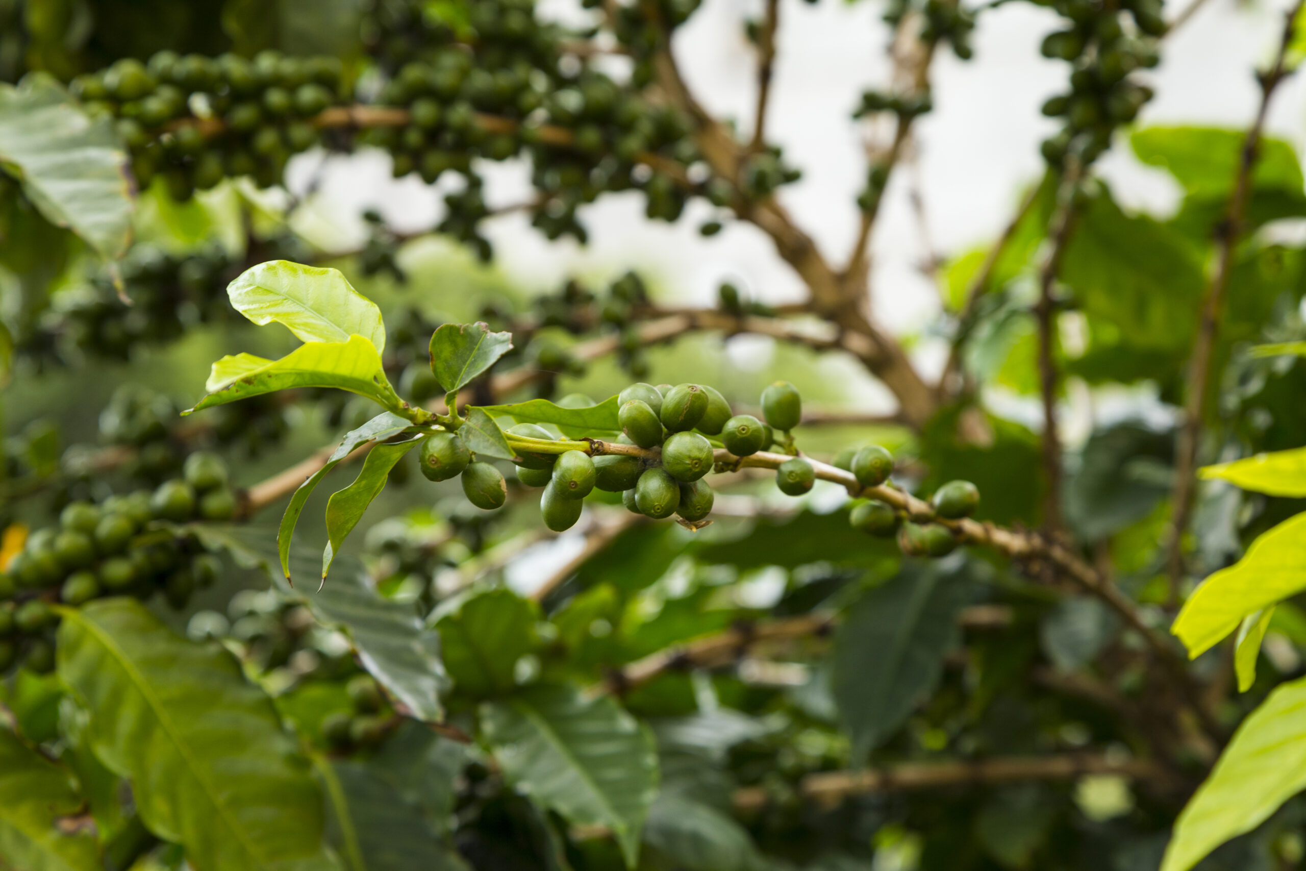 close-up-unripe-coffee-cherries-growing-tree