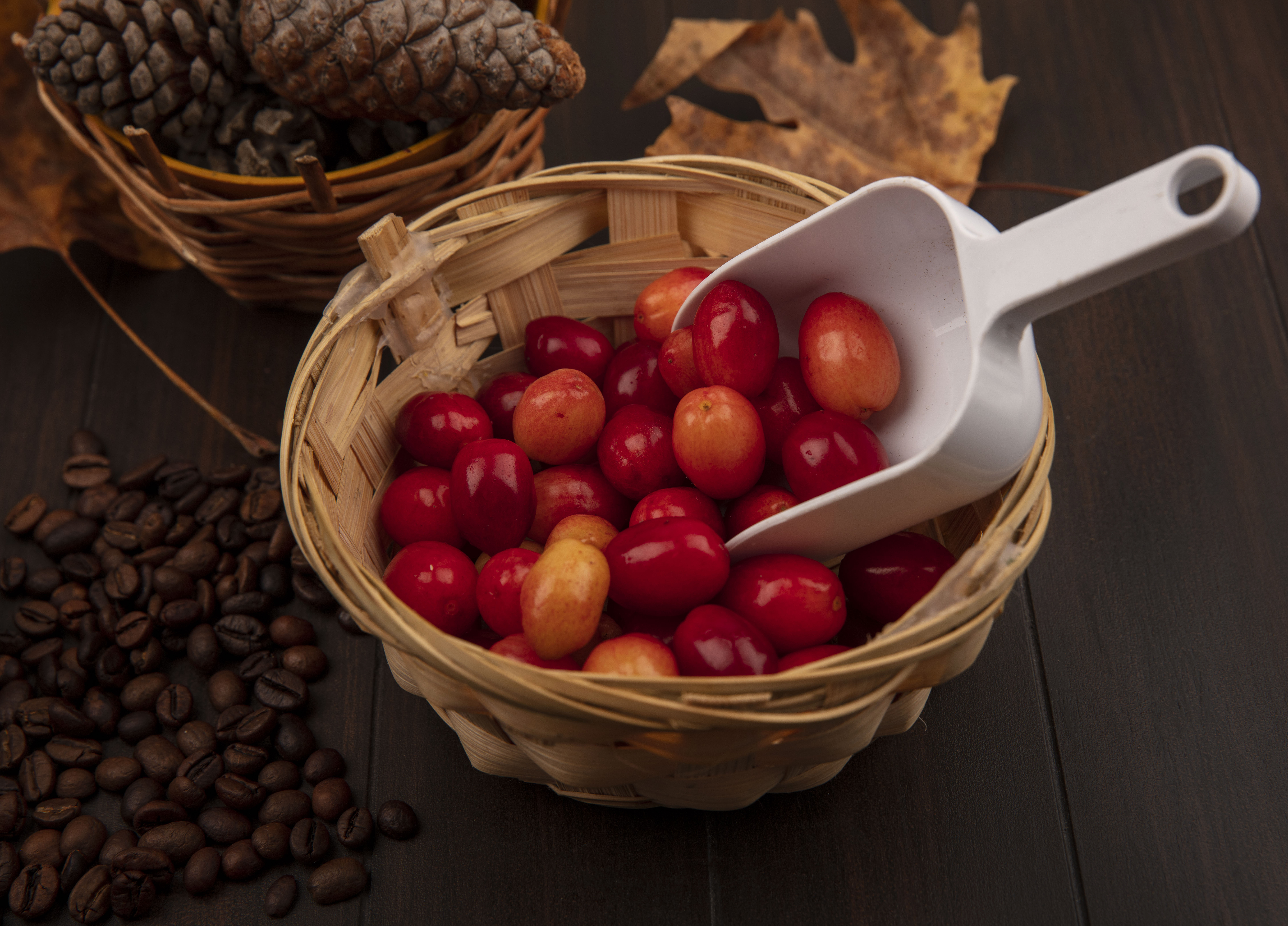 top view of small pale red cornelian fruits on a bucket with pine cones on a bucket with golden yellow leaves and coffee beans isolated on a wooden background